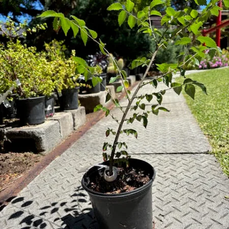 Zelkova pre-bonsai