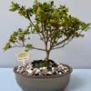 Kurume Azalea bonsai