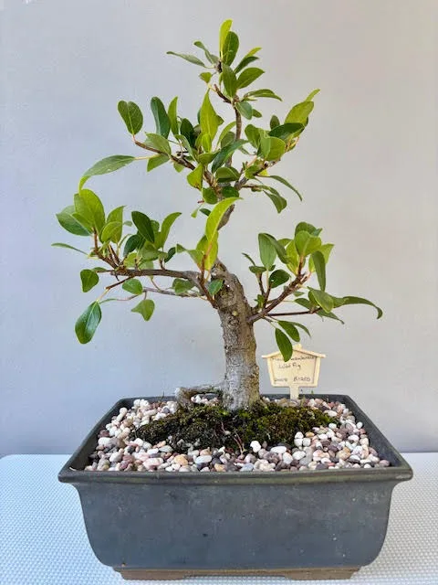 Ficus natalensis - Wild Fig Bonsai