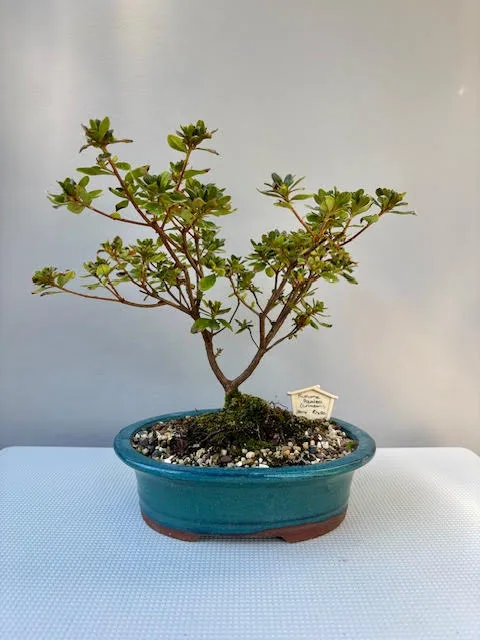 Kurume Azalea Bonsai