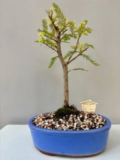Swamp Cypress bonsai