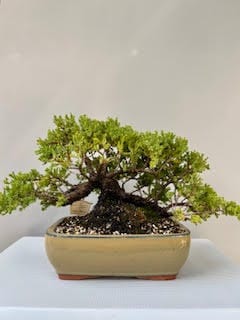 Juniper procumbens nana bonsai
