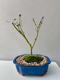 Japanese Maple bonsai