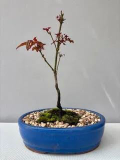 Red Japanese Maple bonsai