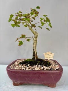 Chinese Maple bonsai