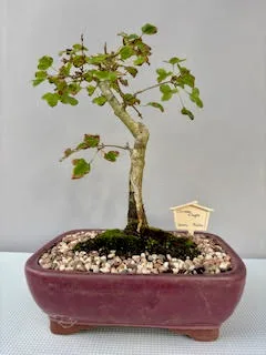 Chinese Maple bonsai