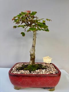 Chinese Maple bonsai